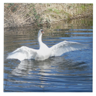 Schwan mit ausgebreiteten Flügeln in Wasser Kerami Fliese