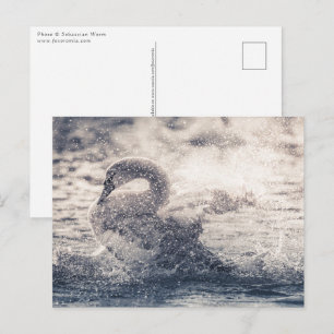 Schwan Naturfoto Postkarte