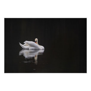Schwan Poster