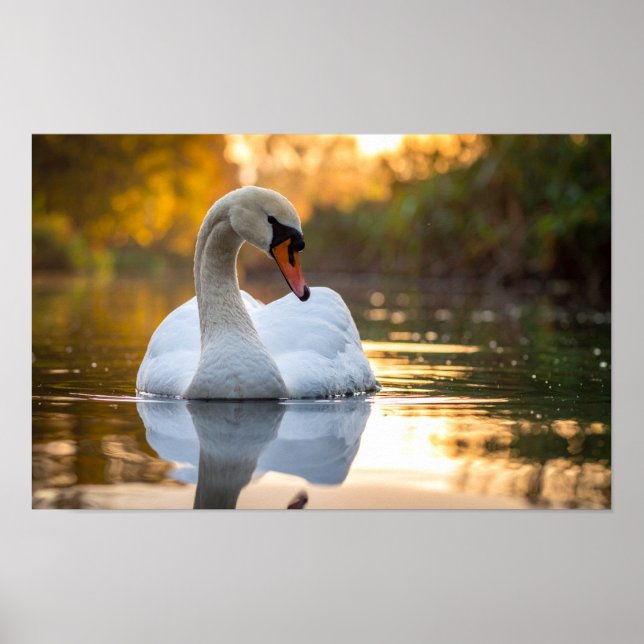 Schwan Poster (Vorne)