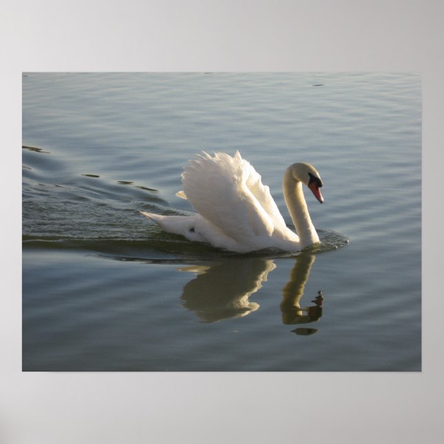 Schwan Poster (Vorne)