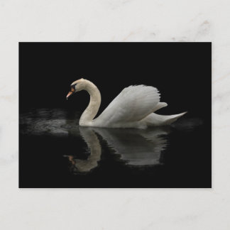 Schwan Postkarte