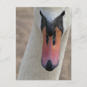 Schwan Postkarte