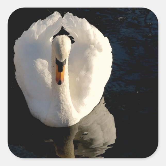 Schwan Quadratischer Aufkleber (Vorderseite)