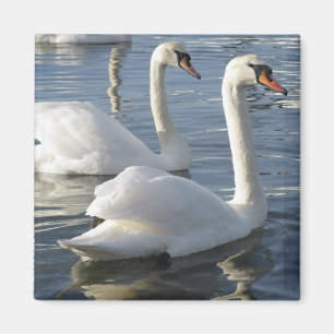 Schwan-Reflexions-Magnet Magnet