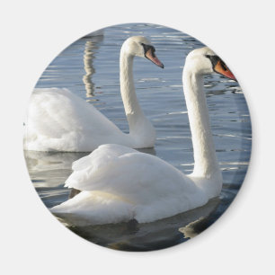 Schwan-Reflexions-Magnet Magnet
