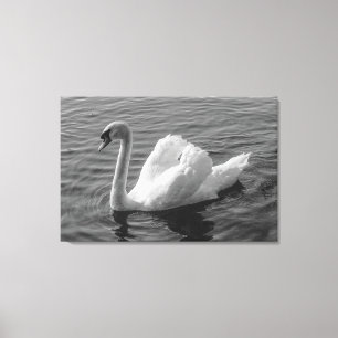 Schwan. Roath Park Lake, Cardiff, Wales B&W Leinwa Leinwanddruck