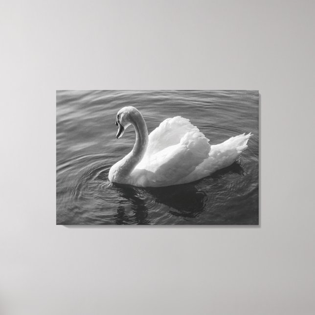 Schwan. Roath Park Lake, Cardiff, Wales B&W Leinwanddruck (Vorderseite)
