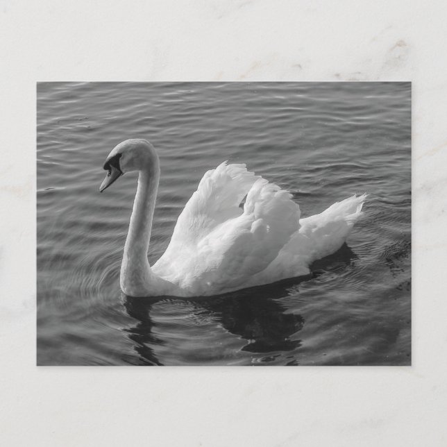 Schwan. Roath Park Lake, Cardiff, Wales B&W Postca Postkarte (Vorderseite)