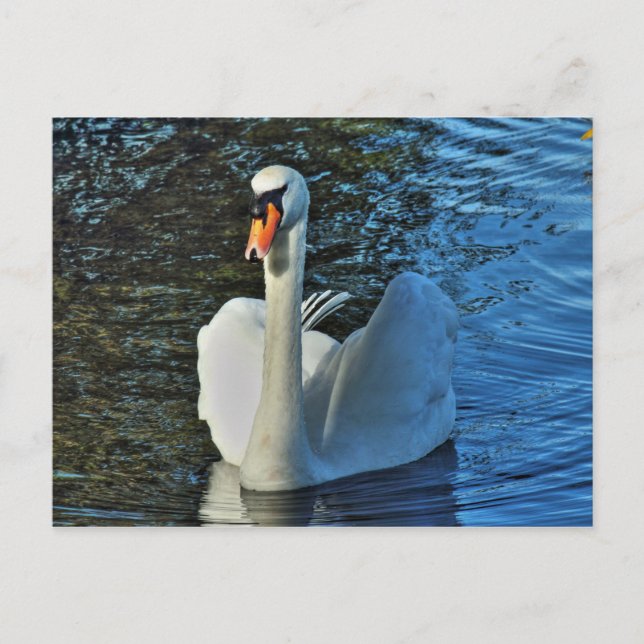 Schwan. Roath Park Lake, Cardiff, Wales. Postkarte (Vorderseite)