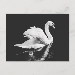 Schwan schwarz und weiß postkarte