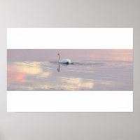Schwan Spiegelungen Poster