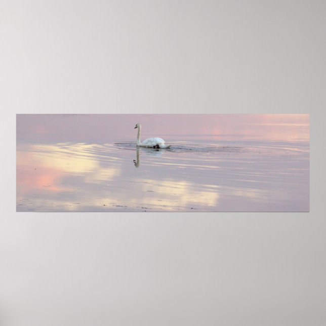 Schwan Spiegelungen Poster (Vorne)