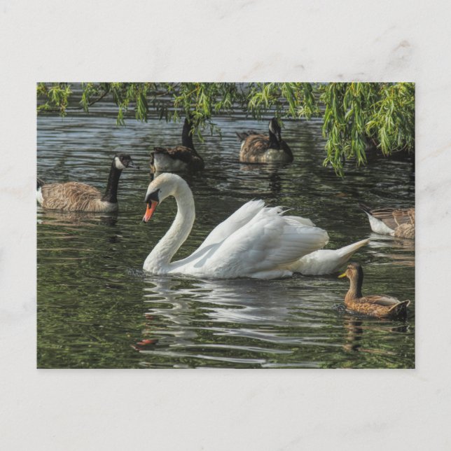 Schwan und andere Vögel. Roath Park Lake, Cardiff Postkarte (Vorderseite)