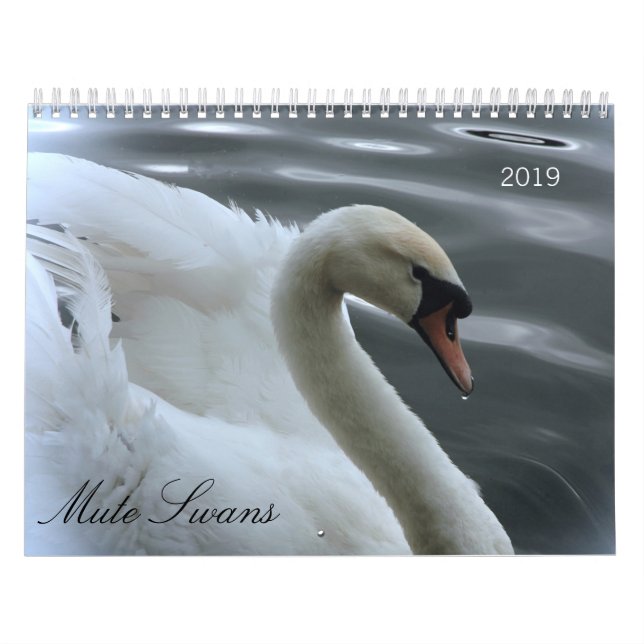 Schwan- und Cygnetskalender Kalender (Titelbild)