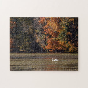 Schwan und Fall Foliage