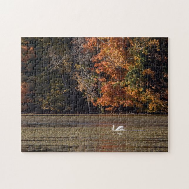 Schwan und Fall Foliage (Horizontal)