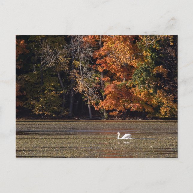 Schwan und Fall Foliage Postkarte (Vorderseite)