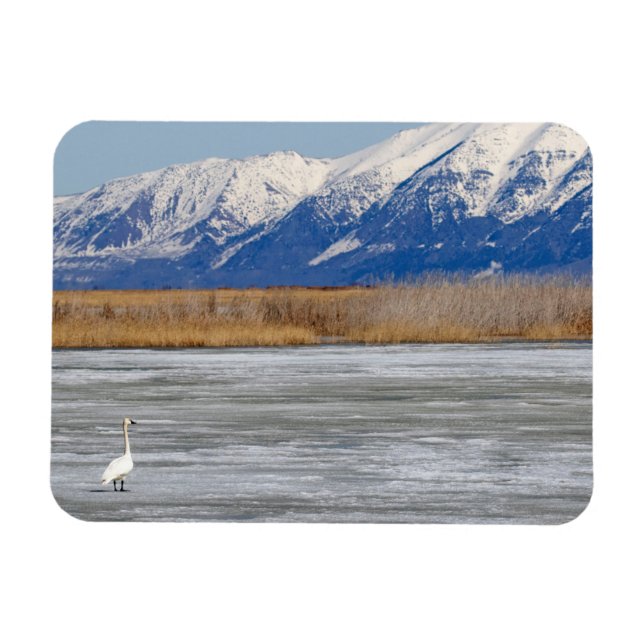 Schwan und Schnee Magnet (Horizontal)