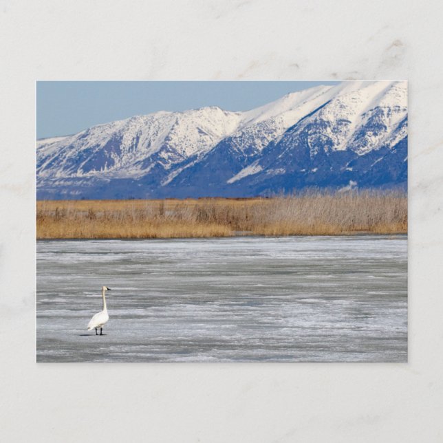 Schwan und Schnee Postkarte (Vorderseite)