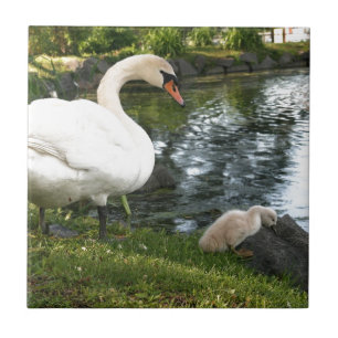 Schwan und Schwanenjunge Keramikfliese
