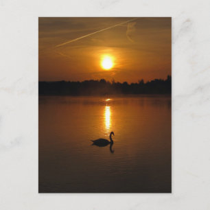 Schwan und Sonnenuntergang Postkarte