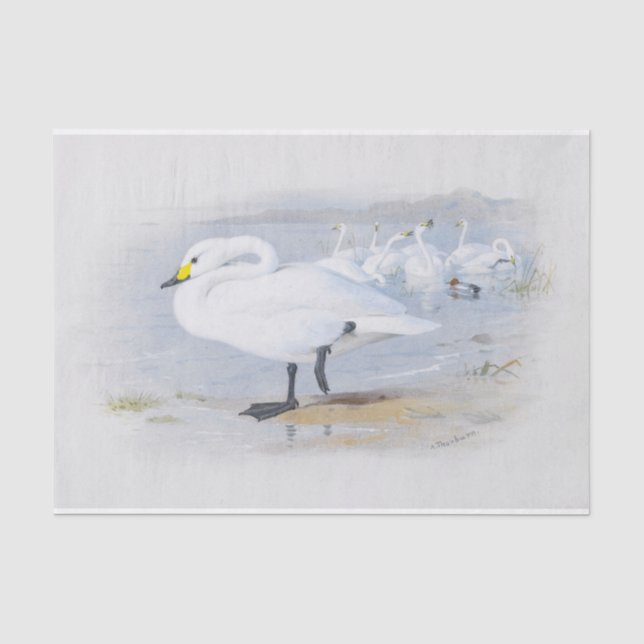 Schwan von Bewick, Abbildung Vögel Seidenpapier (Vorderseite)