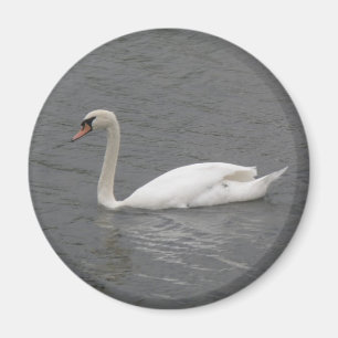 Schwäne am Fluss Magnet