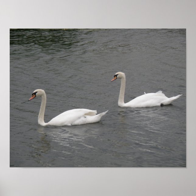Schwäne am Fluss Poster (Vorne)