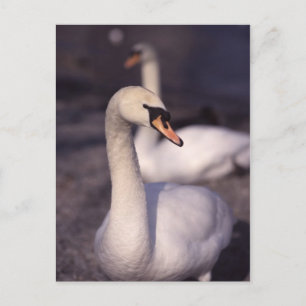 Schwäne am Lake Windermere Postkarte