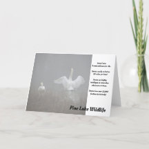 Schwäne am Piniensee