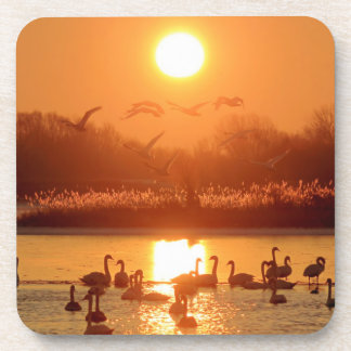 Schwäne am See bei Sonnenuntergang Getränkeuntersetzer