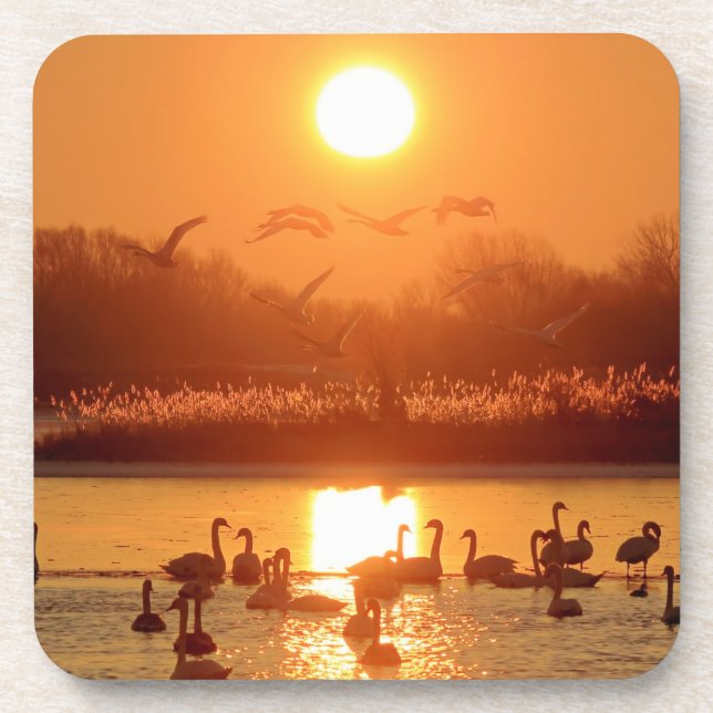 Schwäne am See bei Sonnenuntergang Getränkeuntersetzer (Vorderseite)