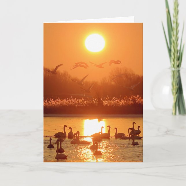 Schwäne am See bei Sonnenuntergang Karte (Vorderseite)