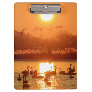Schwäne am See bei Sonnenuntergang Klemmbrett