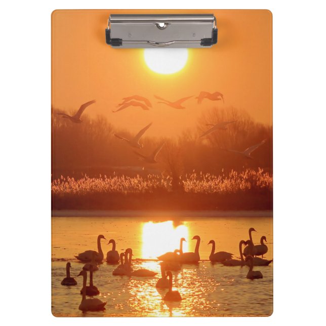 Schwäne am See bei Sonnenuntergang Klemmbrett (Vorderseite)