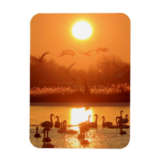 Schwäne am See bei Sonnenuntergang Magnet