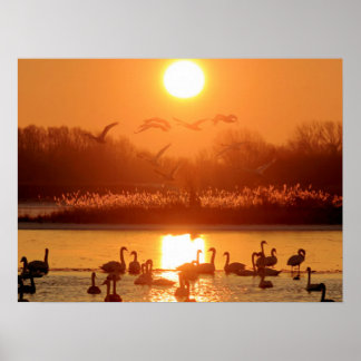 Schwäne am See bei Sonnenuntergang Poster