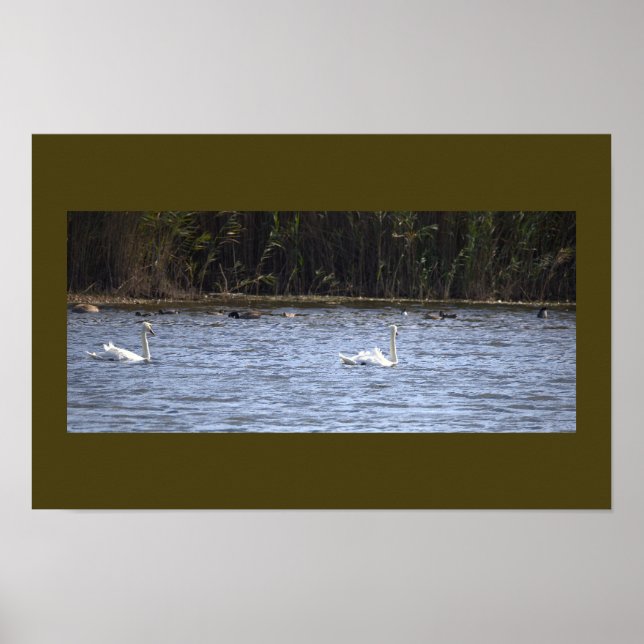 Schwäne am Teich Poster (Vorne)