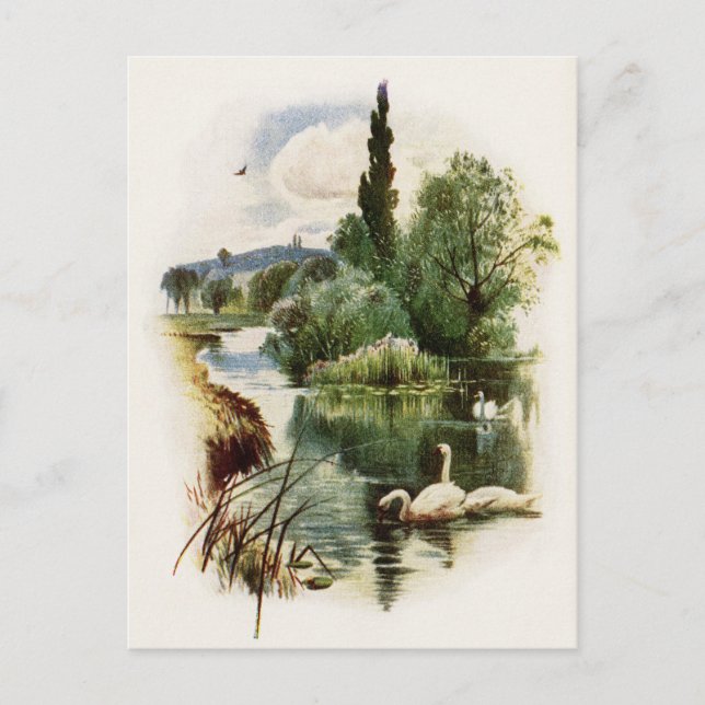 Schwäne am Teich schwimmen Postkarte (Vorderseite)