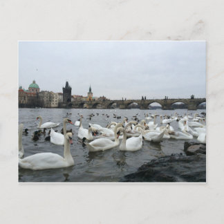 Schwäne am Ufer der Karlsbrücke Postkarte