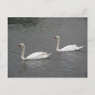 Schwäne an der Postkarte