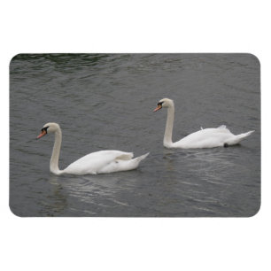Schwäne auf dem Fluss Premium Magnet