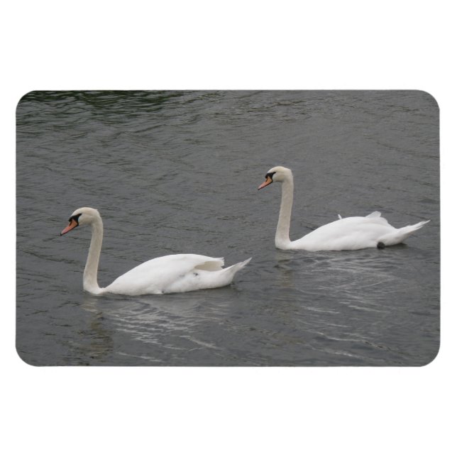 Schwäne auf dem Fluss Premium Magnet (Horizontal)