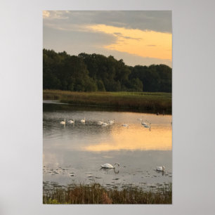Schwäne bei Sonnenuntergang-Wasserlandschaftsposte Poster