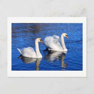 Schwäne im blauen Foto des Sees Natur Postkarte