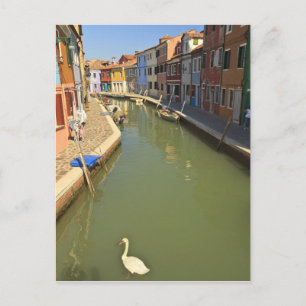 Schwäne im Kanal, Burano-Insel, Venedig, Italien Postkarte