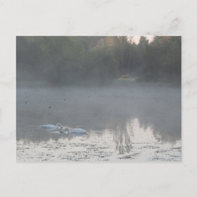 Schwäne im Nebel Postkarte (Vorderseite)