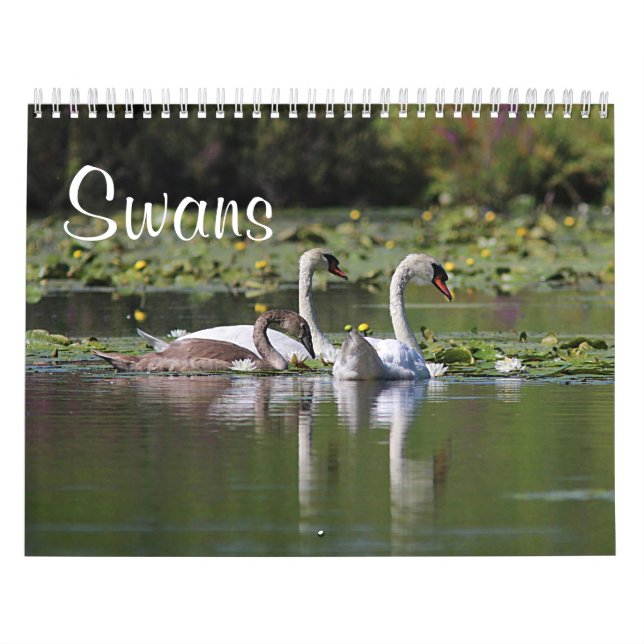 Schwäne Kalender (Titelbild)