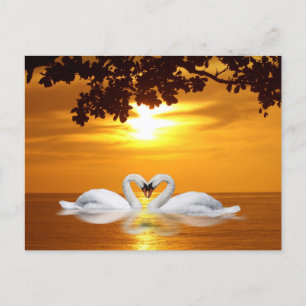 Schwäne Postkarte